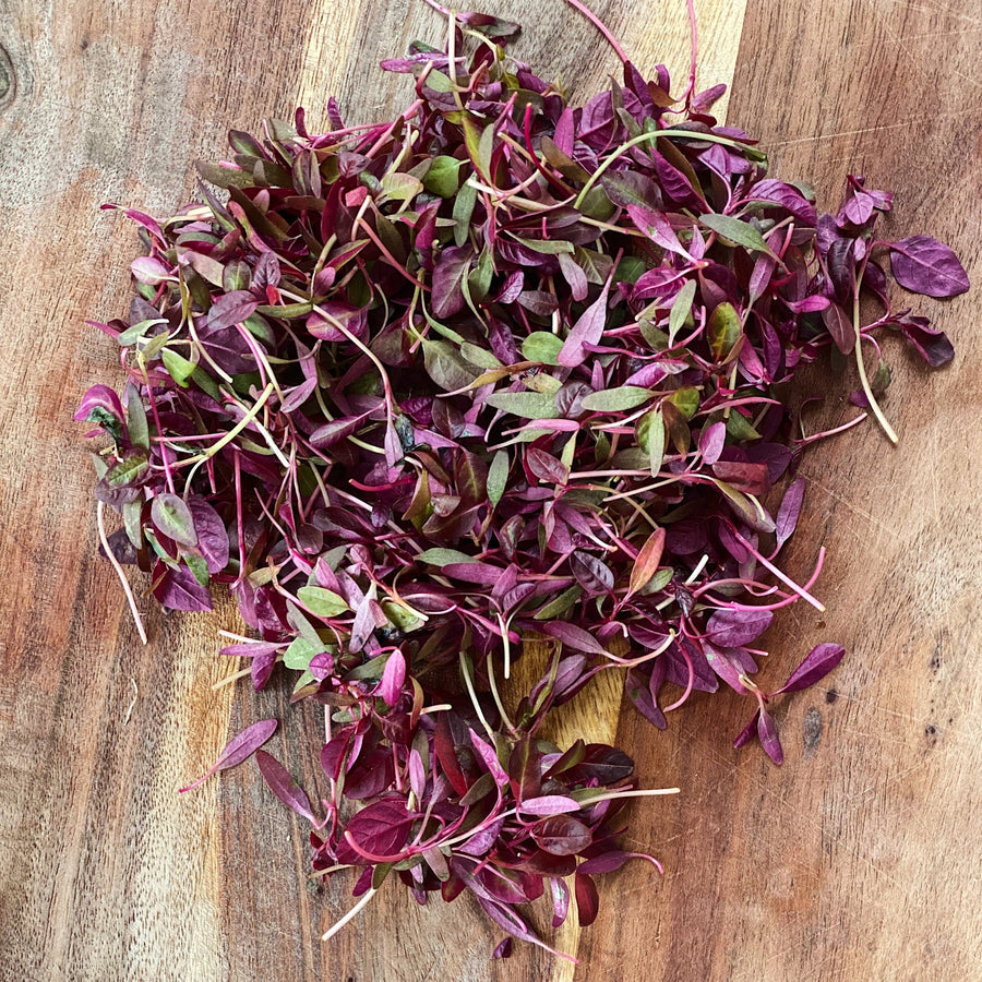 Micro Red Amaranth 25g