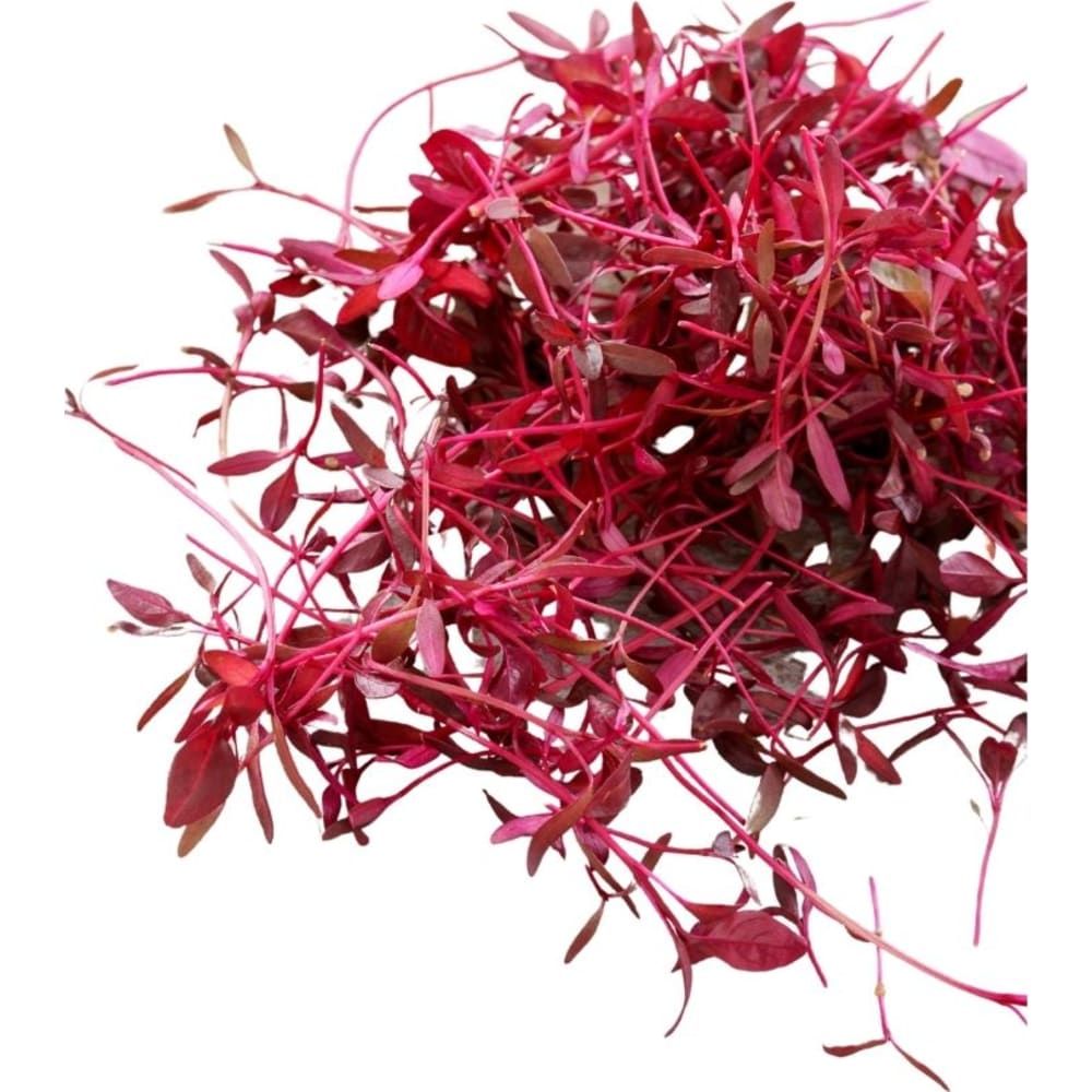 AMB Amaranth Red 25g