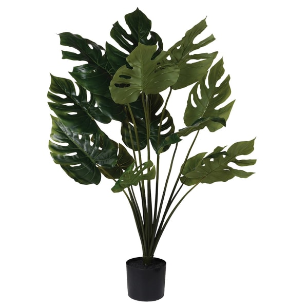 Green Monstera in Black Plastic Pot