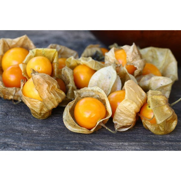 AMB Physalis Punnet