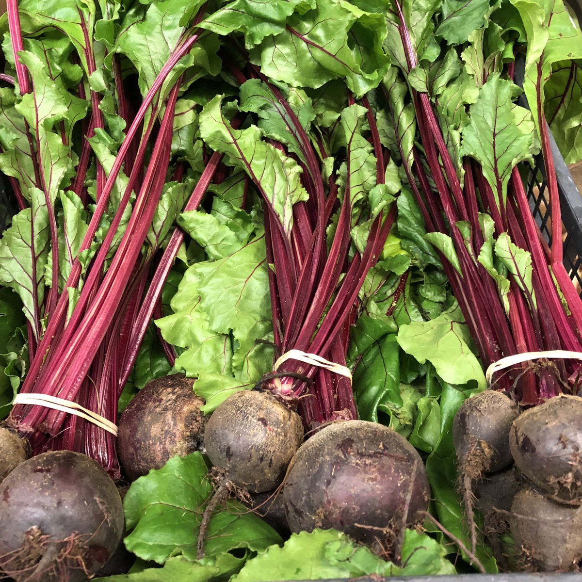 AMB Beetroot Raw Bunch Each